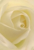 Here, the camera draws you into the intimate core of a cream-white rose, its petals unfolding gently as if in a slow embrace. Light caresses velvety textures, bringing out the intricate play of ivory and pale gold tones that evoke the first rays over Tadworth's open fields. Shadows nestle softly between the spiraling layers, imparting a sense of depth and quiet drama-a visual parallel to the peaceful start of a new day along Station Approach. The atmosphere in the image is calm and contemplative: the rose's delicate, almost translucent edges lend a fragile dignity that befits occasions of sympathy or celebration. There's a barely detectable, fresh fragrance in the air-a promise of renewal, like the scent on a dewy morning in Burgh Heath. Whether chosen as a gesture of admiration, remembrance, or simply to bring serenity into the home, this rose, arranged by the experts at Flower Delivery Tadworth, tells a silent story of care, purity, and hope rooted in the gentle heart of the Tadworth community.